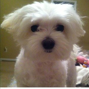 Meet your Posher, Jeannie